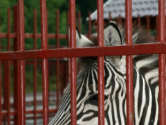 Нажмите для увеличения изображения zebra.jpg